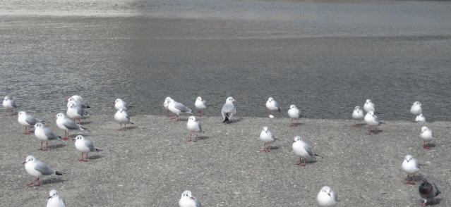 ユリカモメ